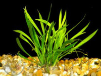 Echinodorus tenellus