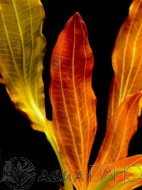 Echinodorus Indian red