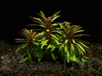 Eustralis stellata