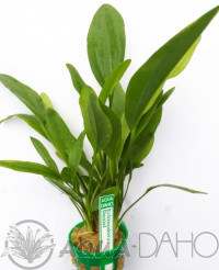 Echinodorus Daniel