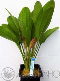Echinodorus Kleiner Bär