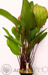 Echinodorus Regine Hildebrandt XXL