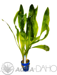 Echinodorus horemanii 