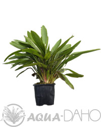 Echinodorus horemanii green-XXL