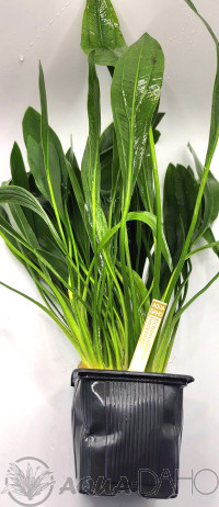 Echinodorus horemanii -XXL