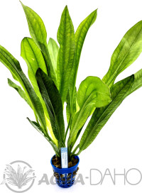 Echinodorus major