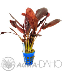 Echinodorus Red Flame