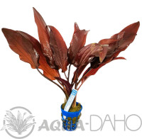 Echinodorus Regine Hildebrandt