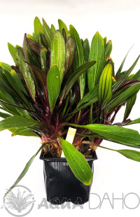 Echinodorus Rubin narrow leaf-XXL