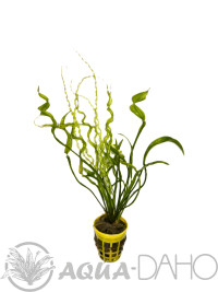 Echinodorus "Vesuvius"