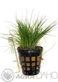 Eleocharis minima