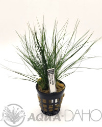 Eleocharis parvulus
