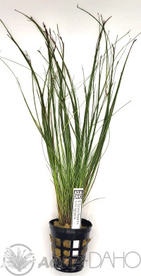 Eleocharis vivipara