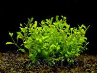Glossostigma elatinoides
