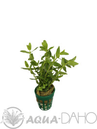 Gratiola viscidula