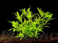 Heteranthera zosterifolia