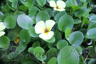 Hydrocleis nymphoides