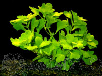 Hydrotriche hottoniflora