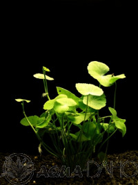 Hydrocotyle leucocephala