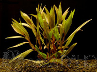 Hygrophila angustifolia