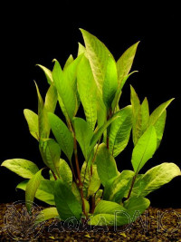 Hygrophila corymbosa