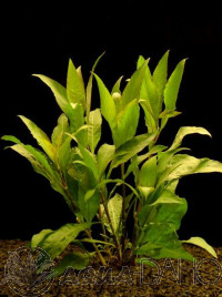 Hygrophila guyanensis