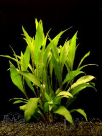 Hygrophila siamensis
