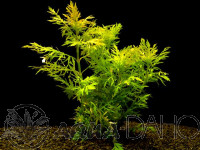 Hygrophila difformis subm.