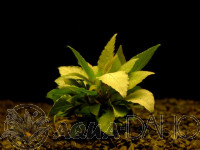 Hygrophila corym. var. minima