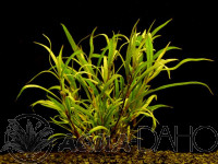 Hygrophila lacustris