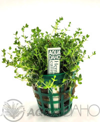 Hemianthus callitrichoides