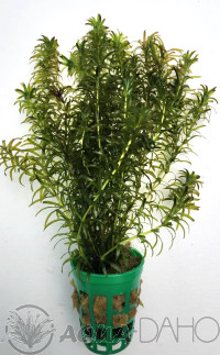 Hydrilla verticillata