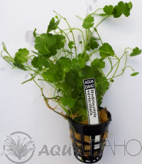 Hydrocotyle verticillata