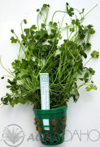 Hydrocotyle tripartita Japan