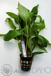 Hygrophila nervata