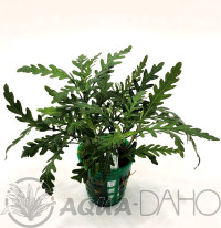 Hygrophila pinnatifida