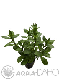 Hygrophila polysperma