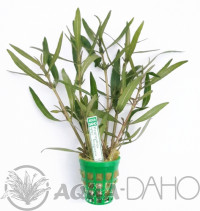 Hygrophila sp. "Araguaia"