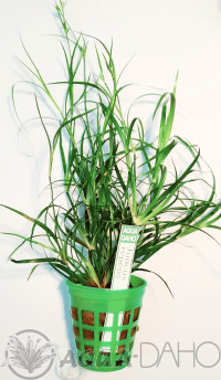 Juncus Repens