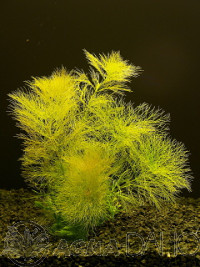 Limnophila aquatica