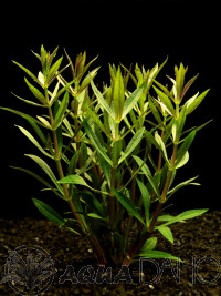 Limnophila hippuroides red