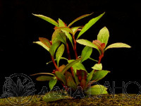 Lobelia cardinalis