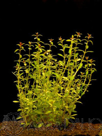 Ludwigia arcuata