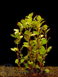 Ludwigia palustris
