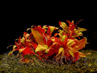 Ludwigia peruensis