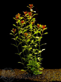 Ludwigia repens
