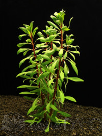 Ludwigia var. Cuba