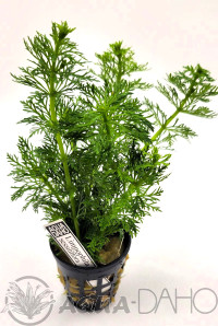 Limnophila sessiliflora