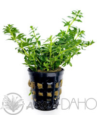 Limnophila sp. Mini Vietnam
