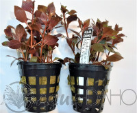 Ludwigia sp. mini super red